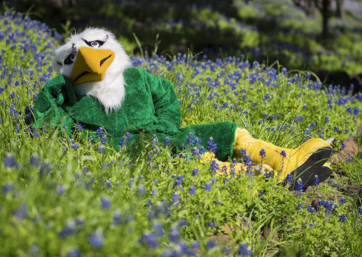 Scrappy Mascot laying in a field of flowers